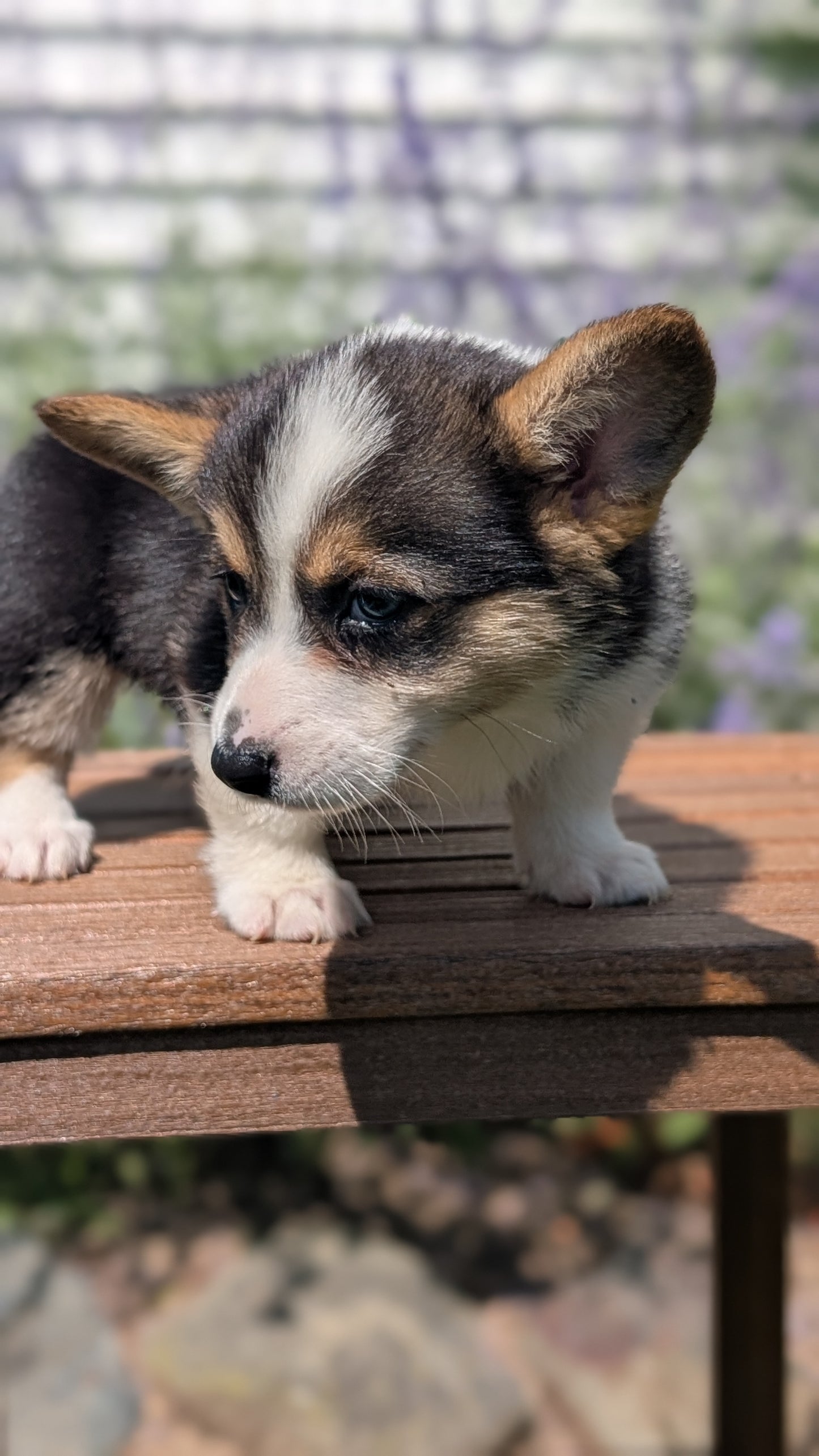 CORGI (JUN 08) FEMALES
