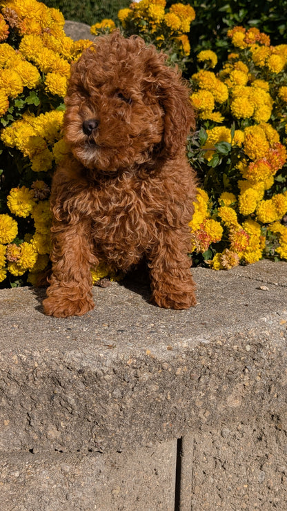 COCKAPOO (08/03) FEMALE