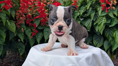 FRENCHTON (06/25) MALE