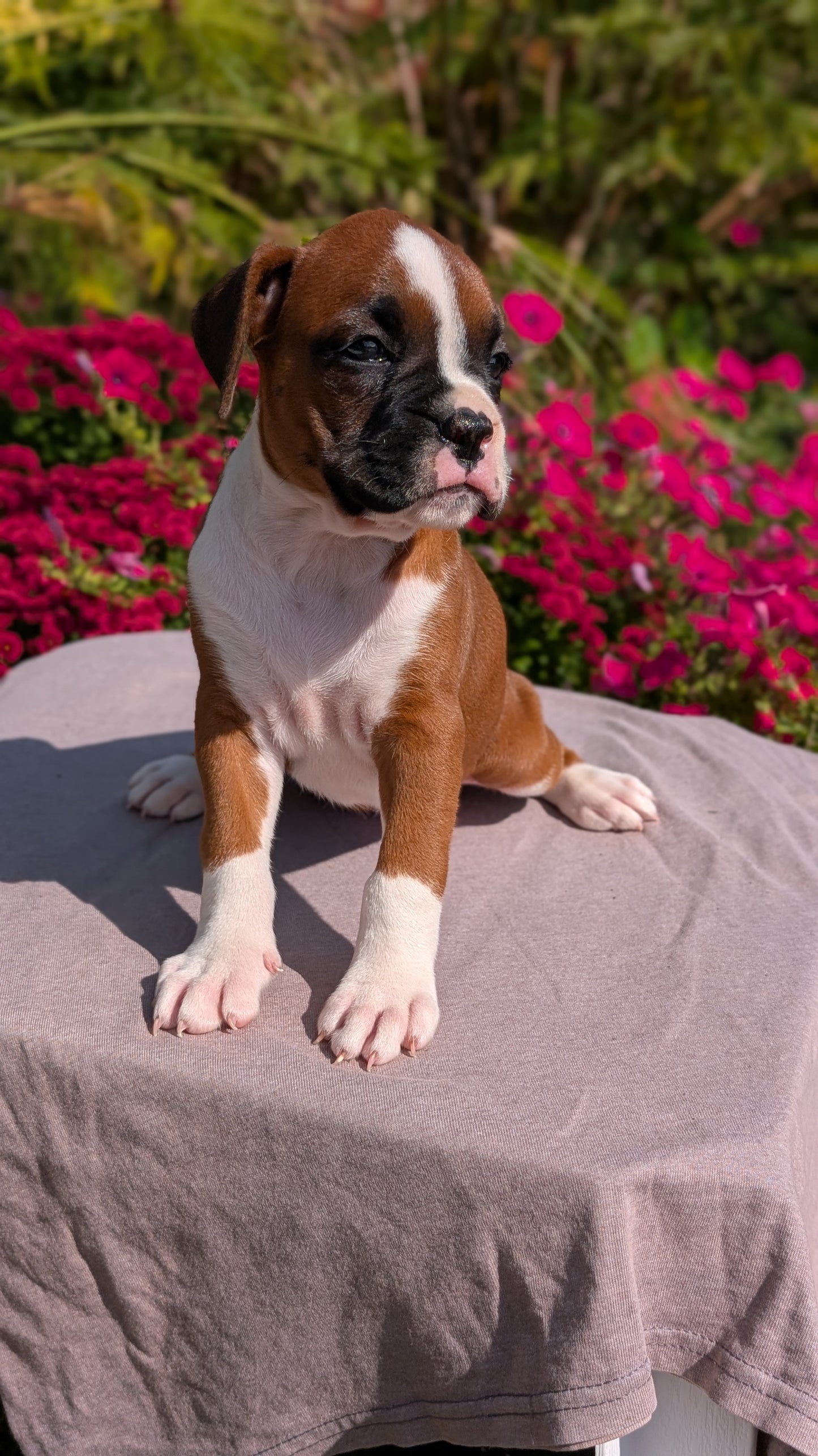 BOXER (08/20) FEMALE