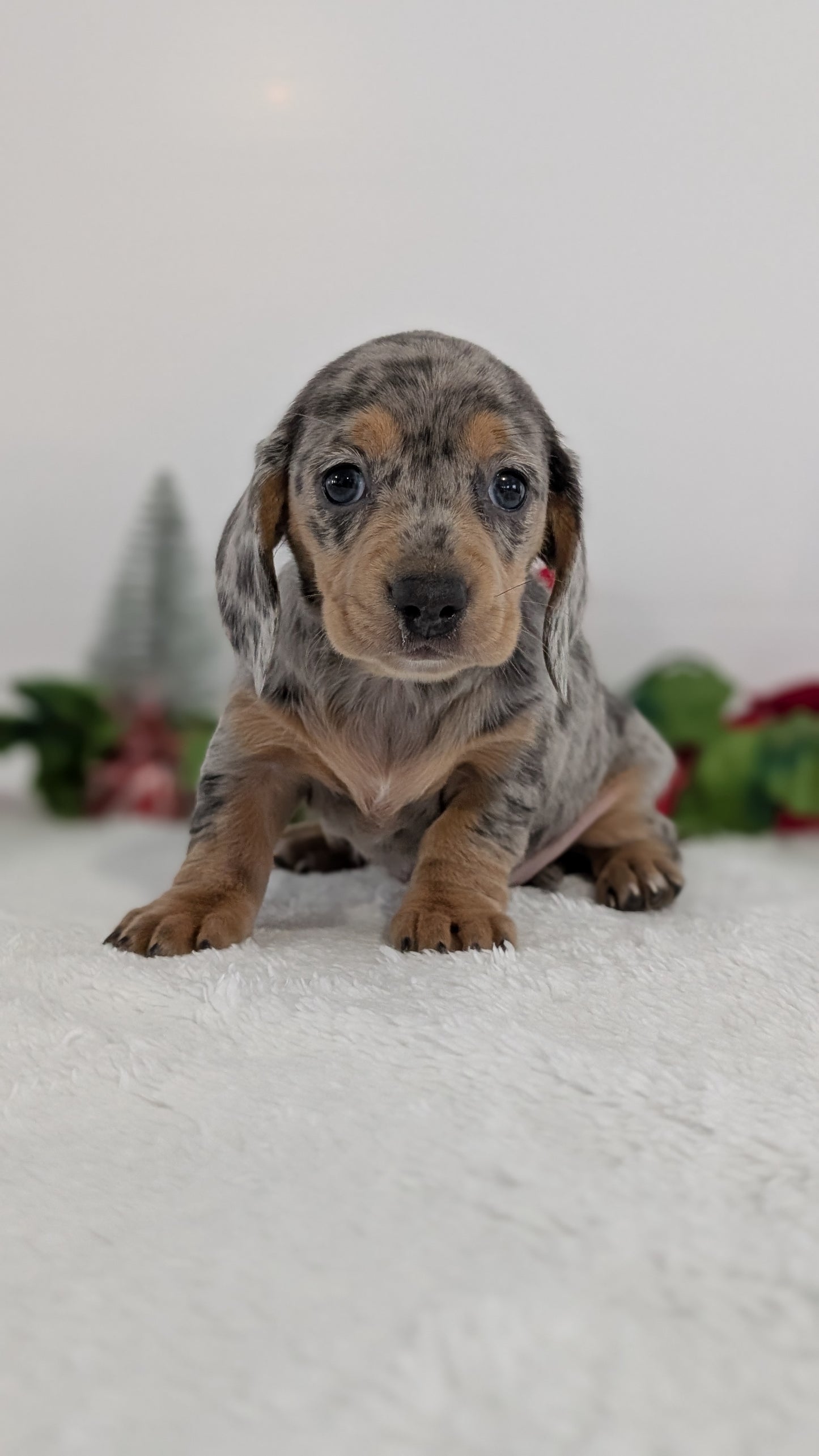 MINI DACHSHUND (OCT 20) FEMALES