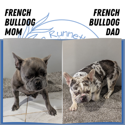 FRENCH BULLDOG (05/20) MALE