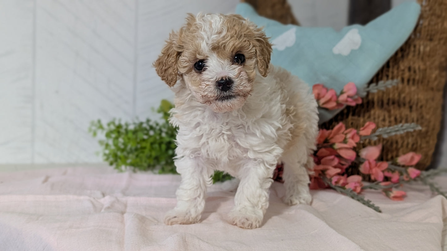 MINI POODLE (DEC 04) FEMALE