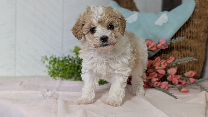 MINI POODLE (DEC 04) FEMALE
