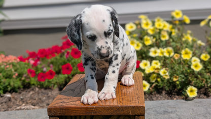 DALMATIAN (JUN 29) MALES
