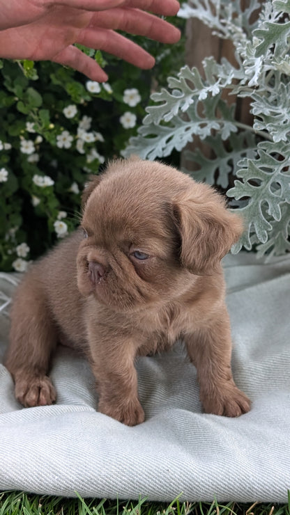 FRENCH BULLDOG (MAY 26) MALE