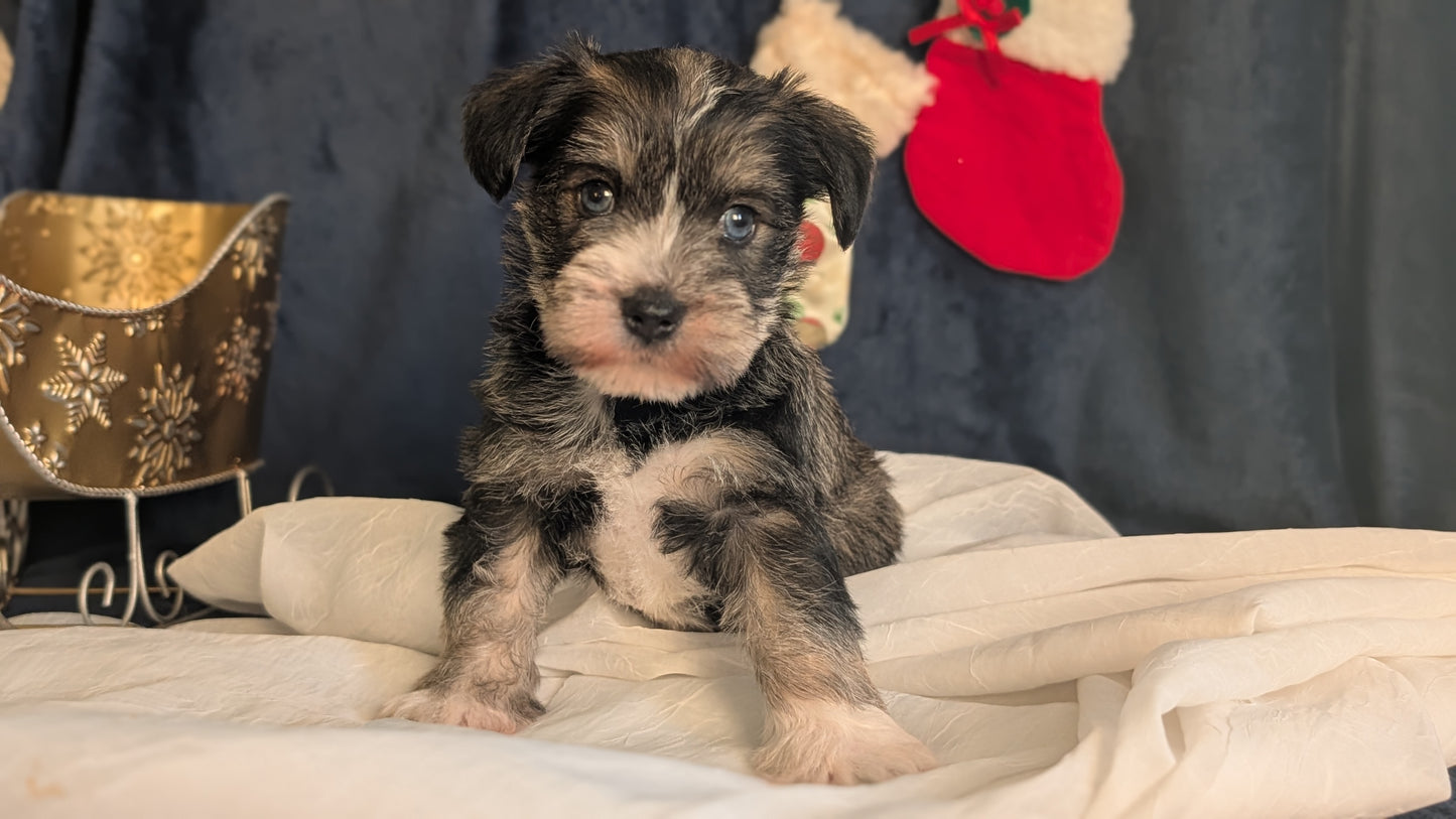 MINI SCHNAUZER (OCT 27) FEMALE