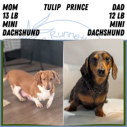 MINI DACHSHUND (JAN 16) FEMALES