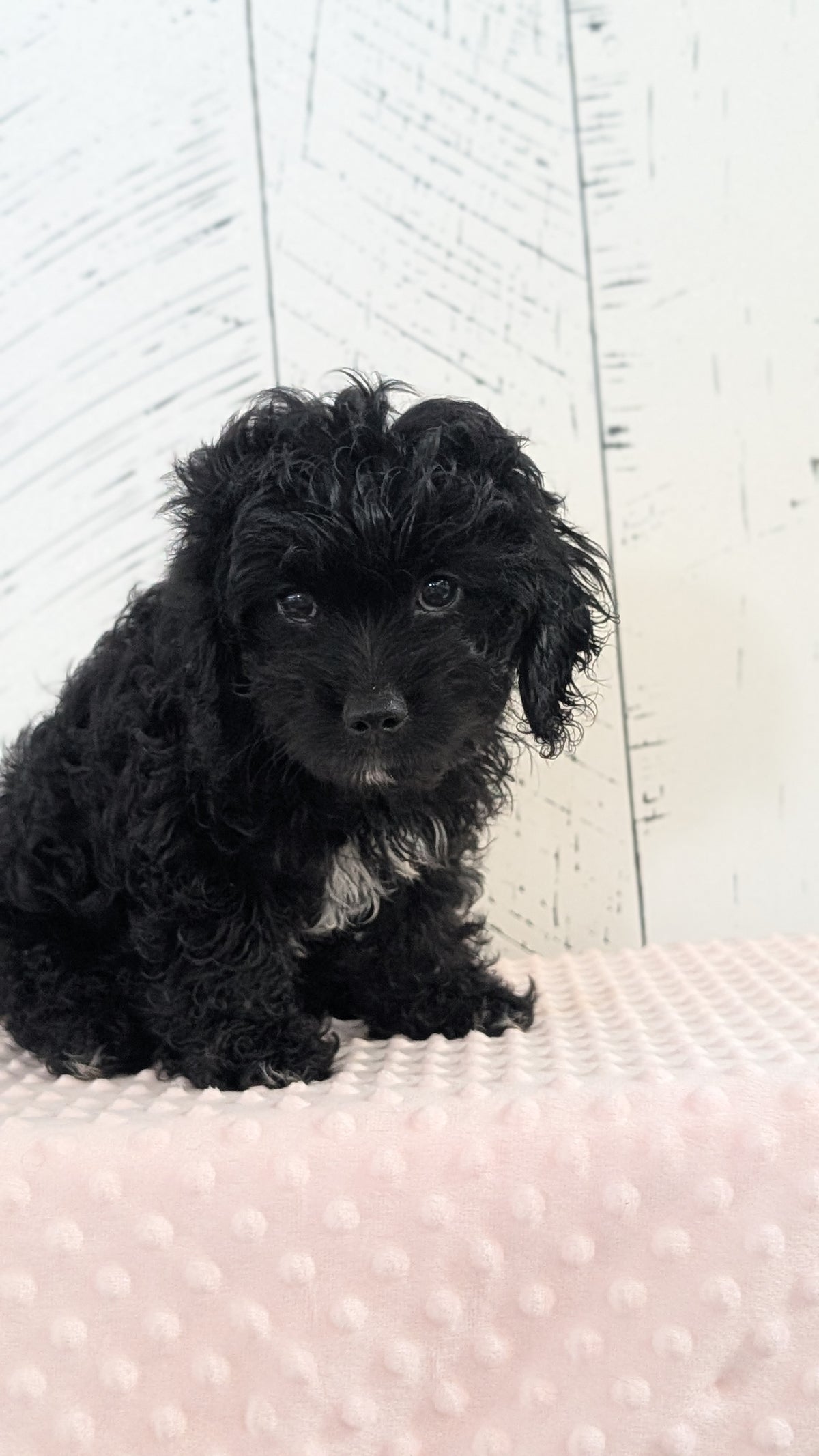 CAVAPOO (JUN 14) MALES