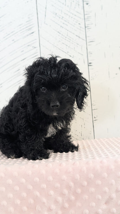 CAVAPOO (JUN 14) MALES