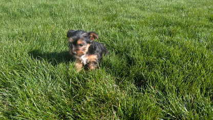 YORKSHIRE TERRIER (02/25) FEMALE