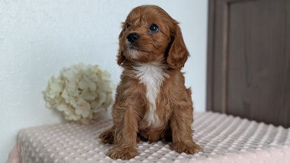 CAVAPOO (APR 02) MALES