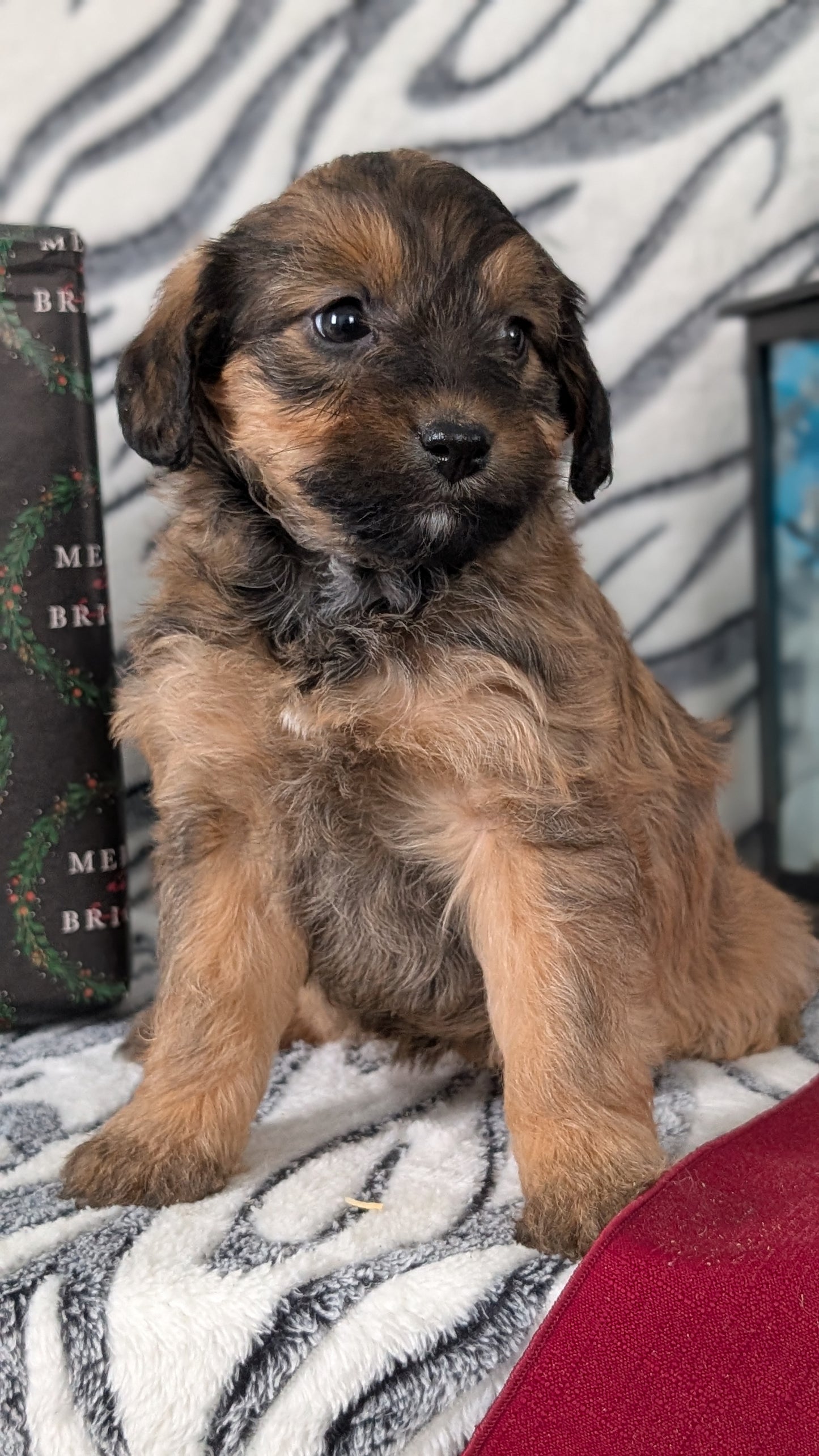 MINI LABRADOODLE (OCT 20) FEMALES
