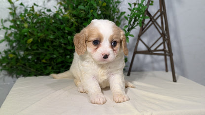CAVAPOO (02/17) FEMALE