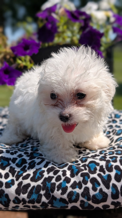 MALTESE (JUN 13) FEMALES