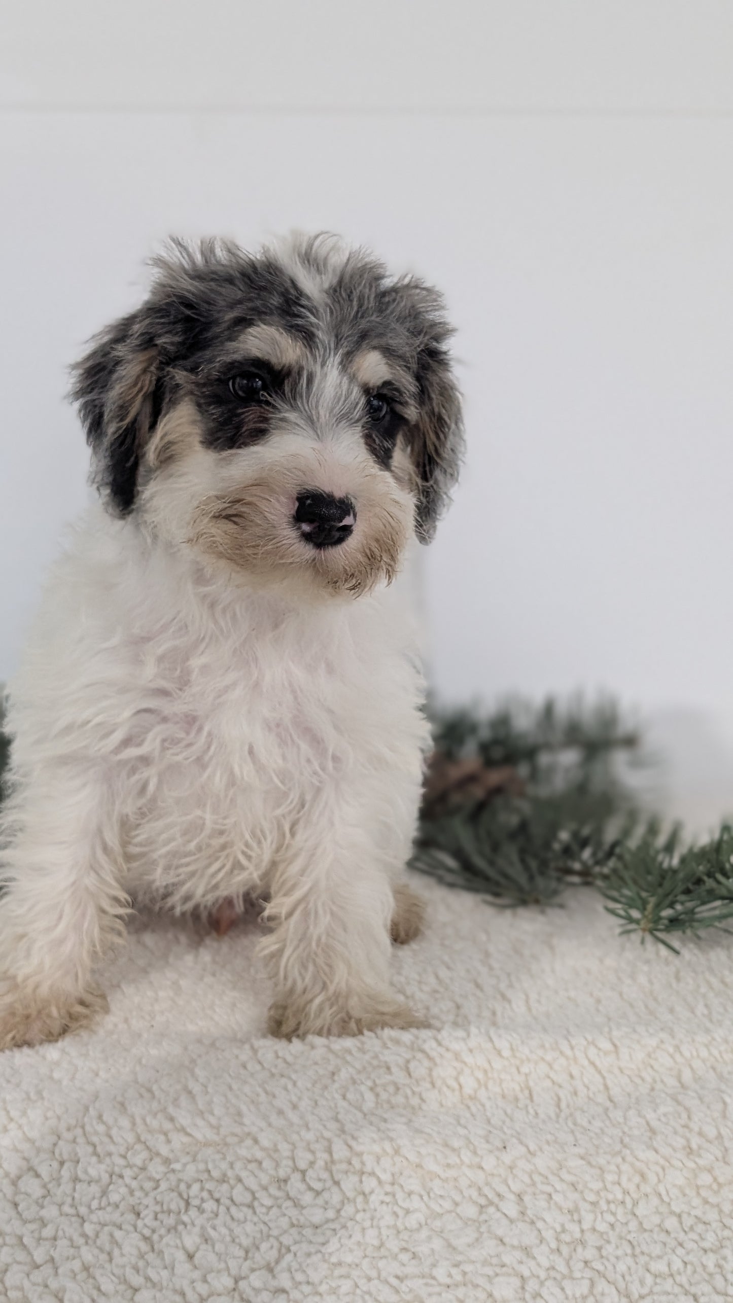SCHNOODLE (09/20) MALE