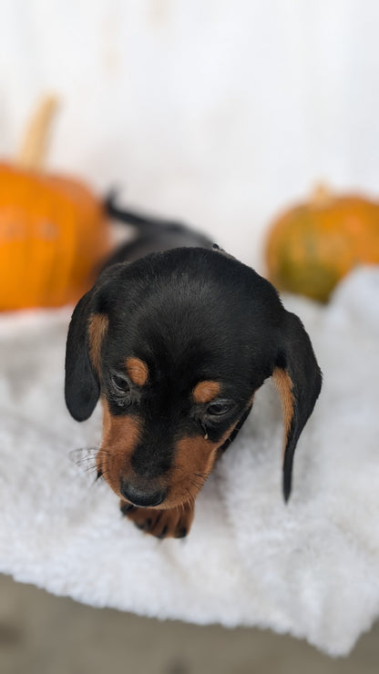 MINI DACHSHUND (08/13) MALE