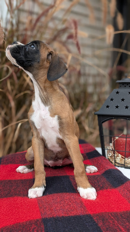 BOXER (08/20) FEMALE