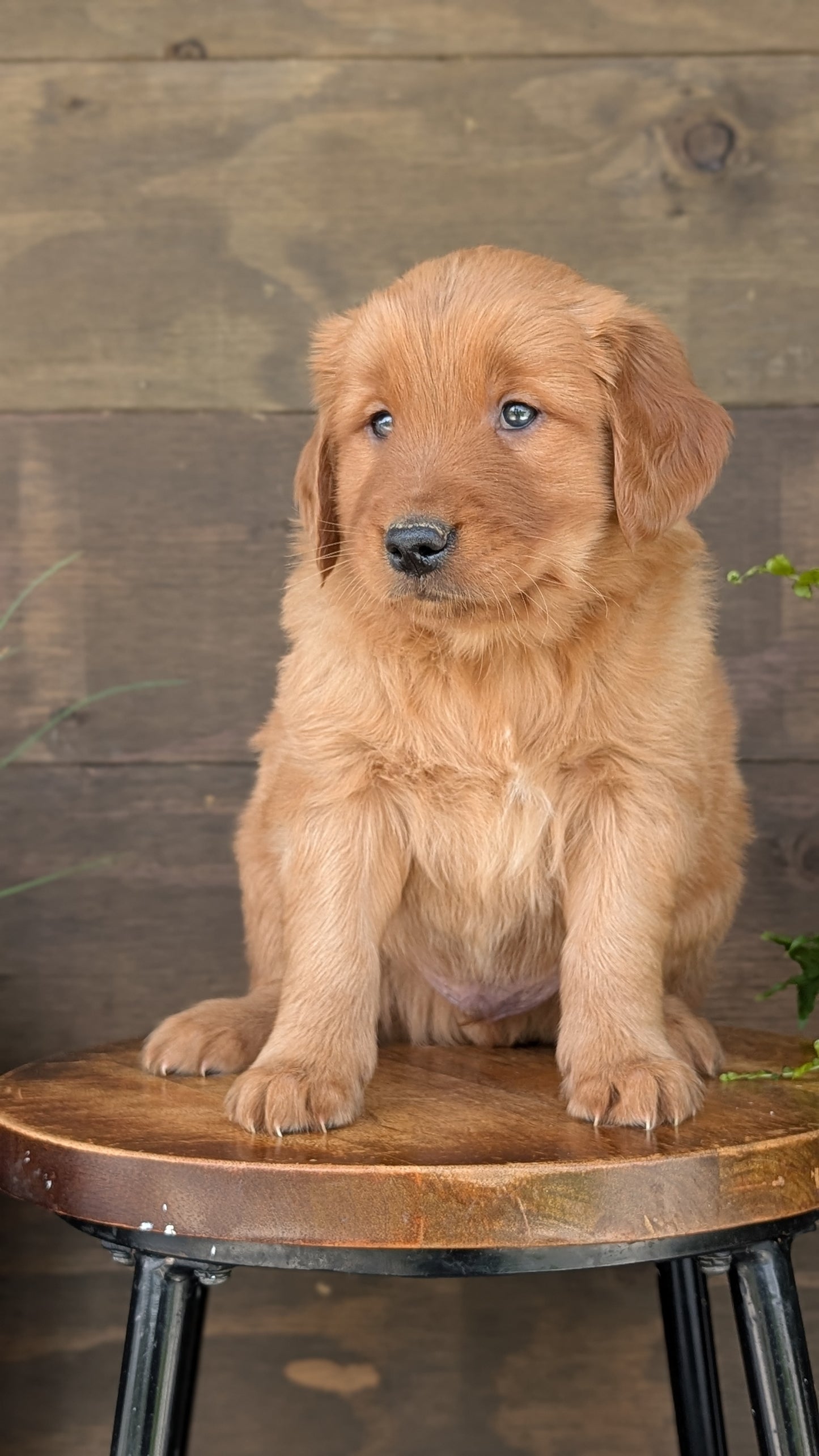 GOLDEN RETRIEVER (MAR 27) MALES