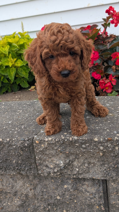 TOY POODLE (07/04) MALE