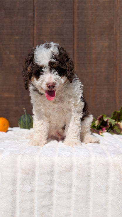 MINI BERNEDOODLE (08/06) MALE