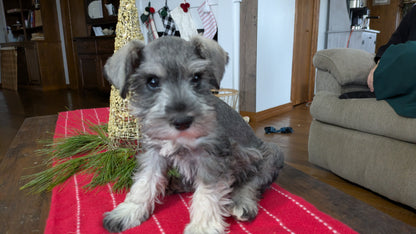 MINI SCHNAUZER (10/03) MALE