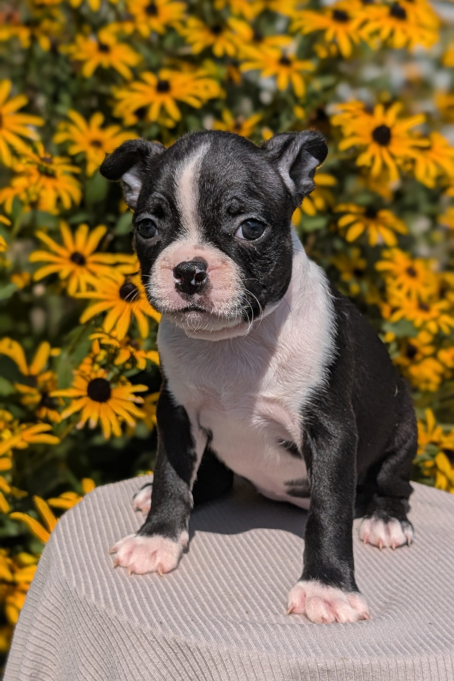 BOSTON TERRIER (JUL 11) 4 FEMALES/4 MALES