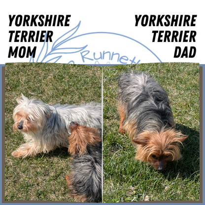 YORKSHIRE TERRIER (02/28) MALE