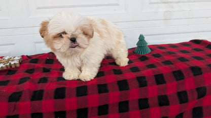 SHIH TZU (OCT 28) MALES