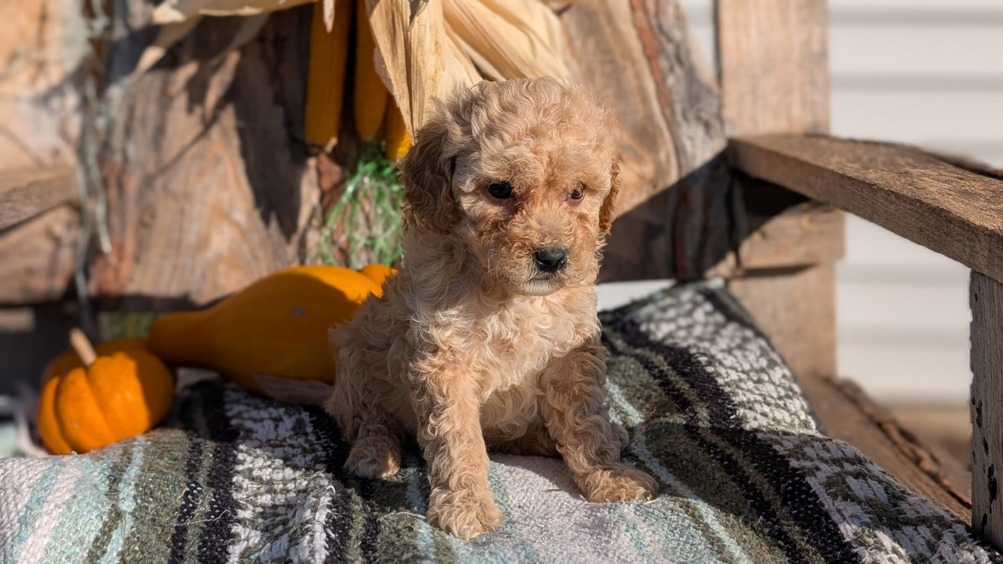 CAVAPOO (OCT 02) MALES