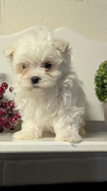 MALTESE (NOV 15) MALES