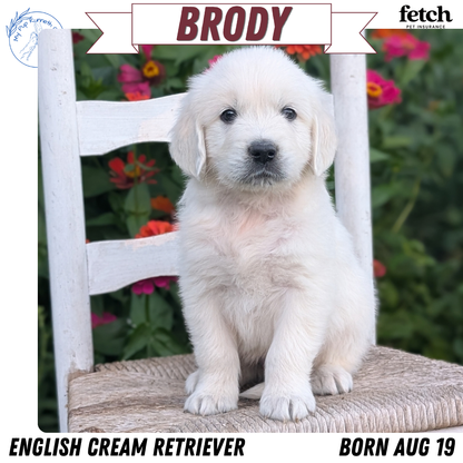 ENGLISH CREAM RETRIEVER (AUG 19) 3 MALES/4 FEMALES