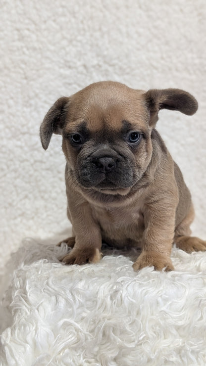 FRENCH BULLDOG (JUN 29) MALES