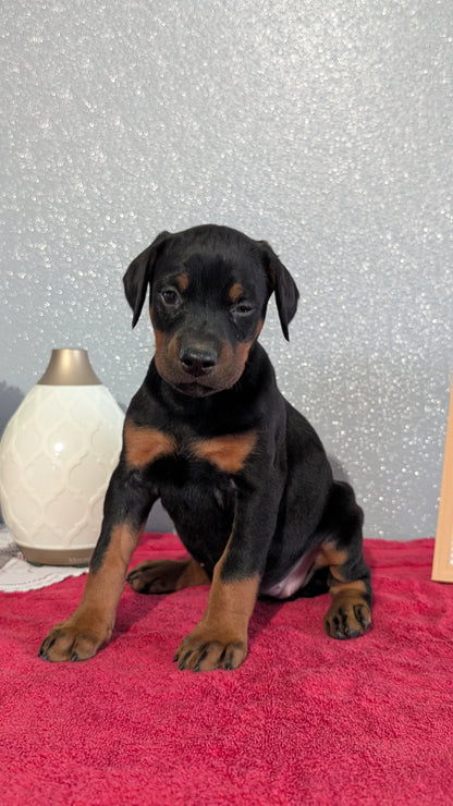 DOBERMAN PINSCHER (OCT 17) FEMALES