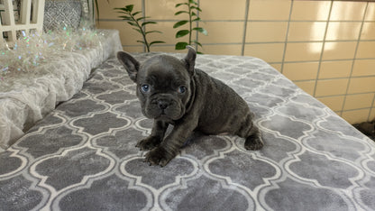 FRENCH BULLDOG (10/12) FEMALE