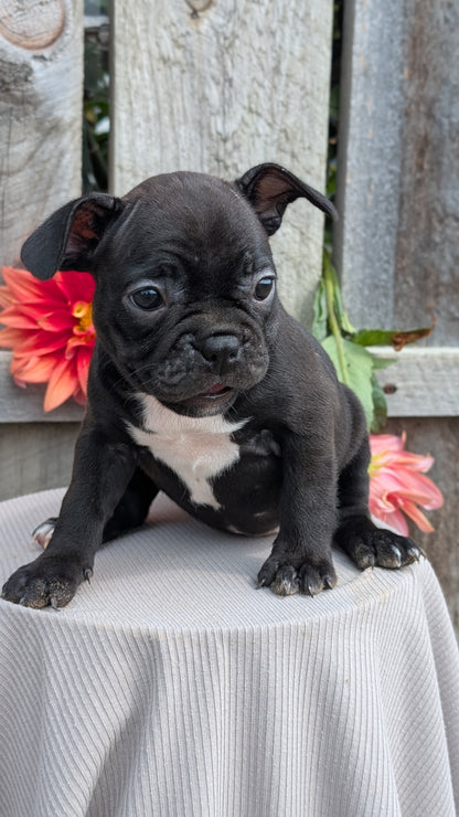 FRENCHTON (JUL 14) 2 MALES/1 FEMALE