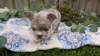 FRENCH BULLDOG (03/04) MALE