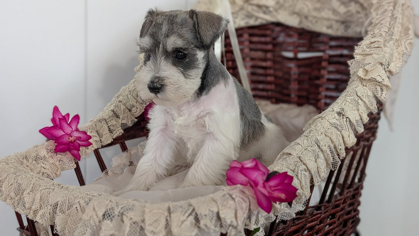 MINI SCHNAUZER (JAN 10) FEMALES