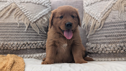GOLDEN RETRIEVER (JUL 01) MALES