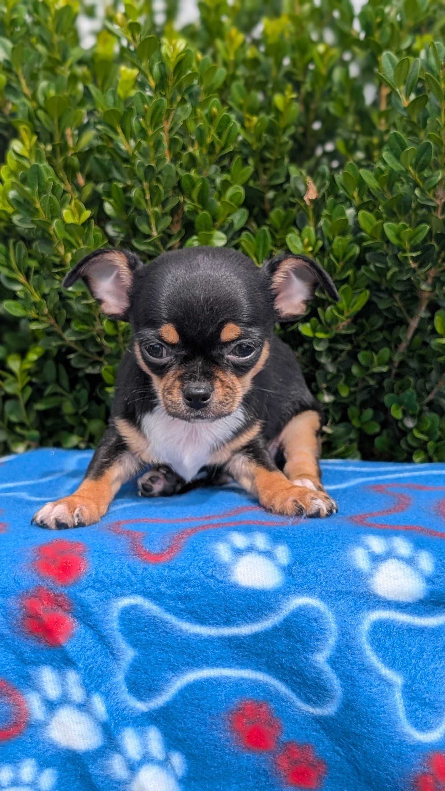 CHIHUAHUA (MAY 20) MALE