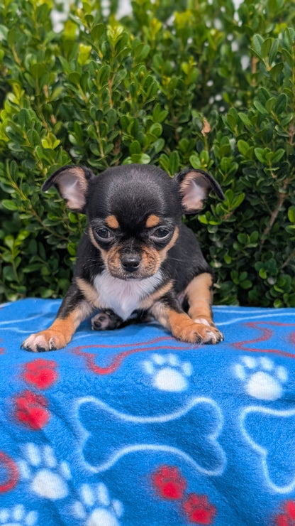 CHIHUAHUA (MAY 20) MALE