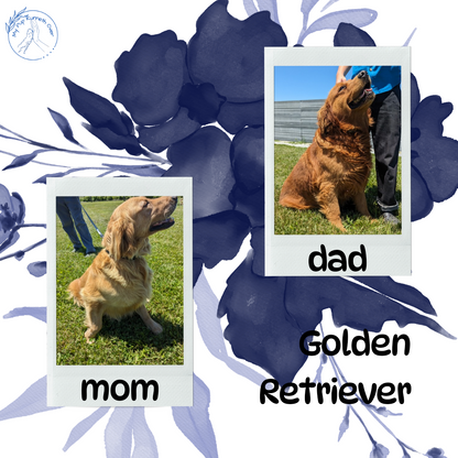 GOLDEN RETRIEVER (04/27) MALE