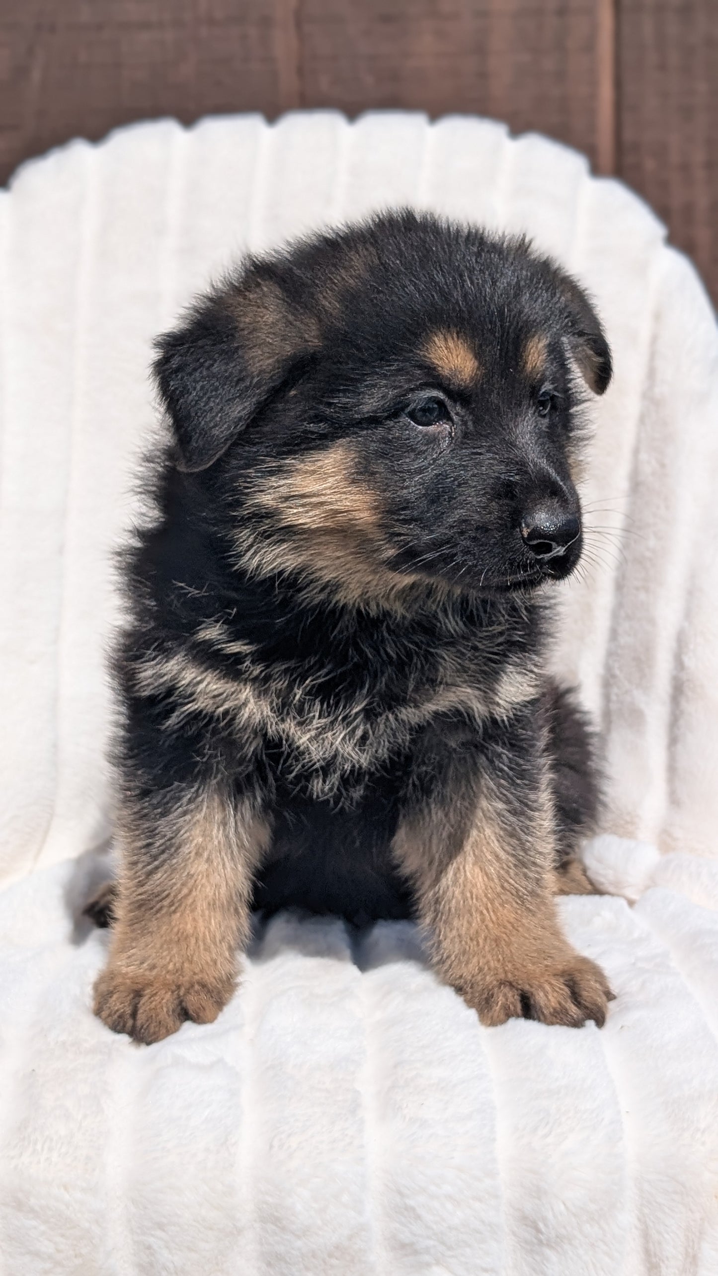 GERMAN SHEPHERD (MAR 28) MALES