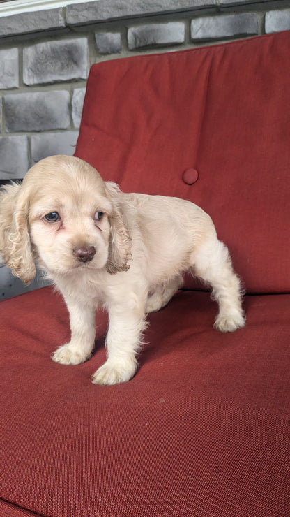 COCKER SPANIEL (06/15) MALE