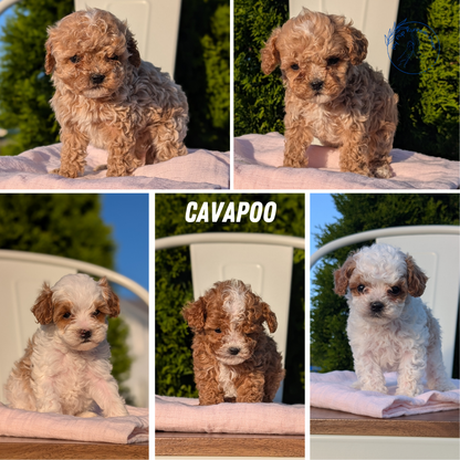 CAVAPOO (MAY 09) MALES