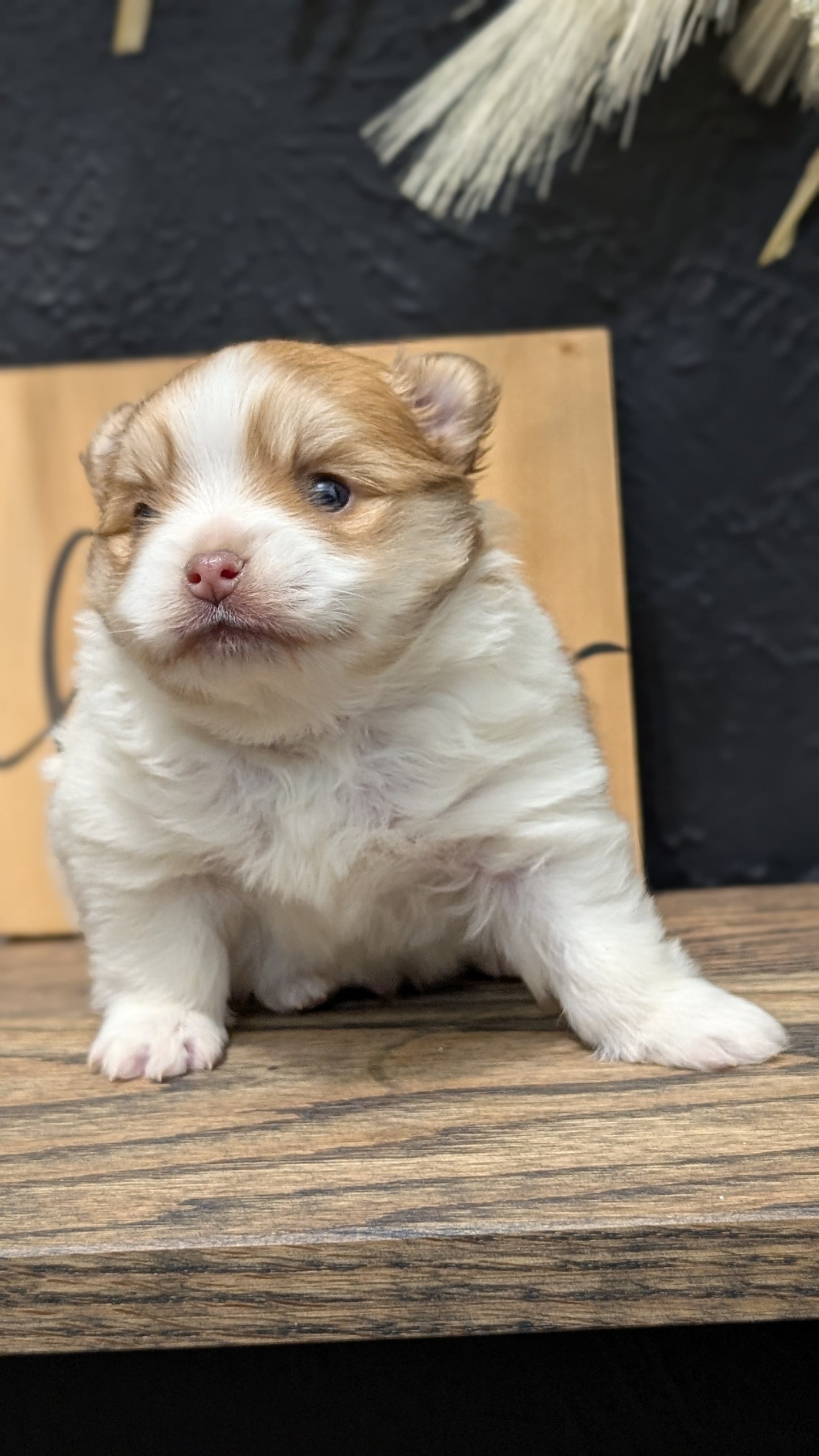 POMERANIAN (NOV 23) MALE