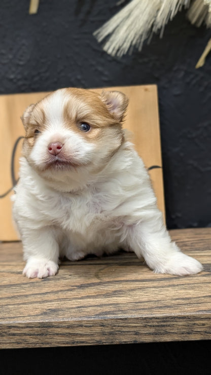 POMERANIAN (NOV 23) MALE