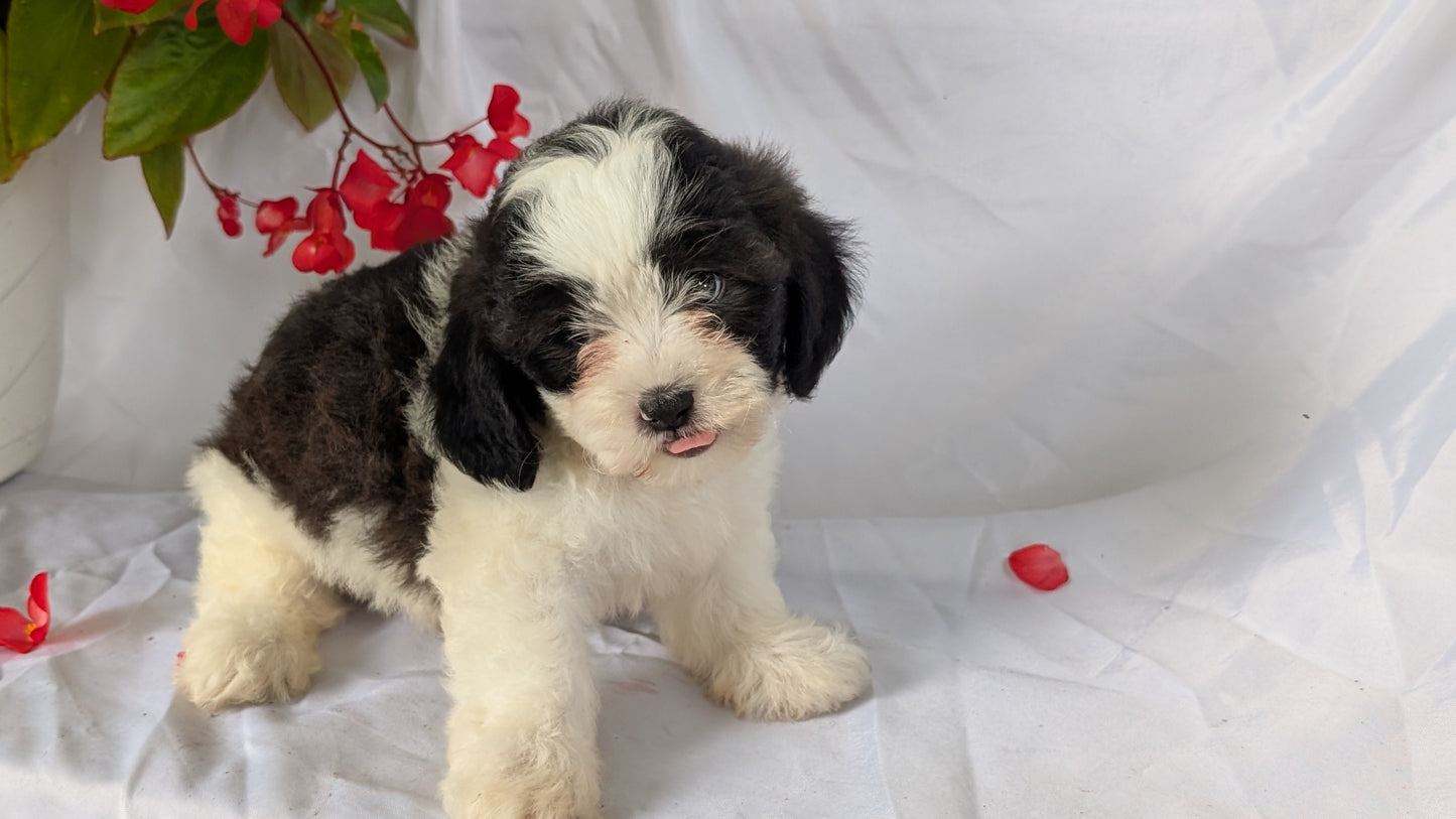 TEDDY BEAR (06/29) MALE