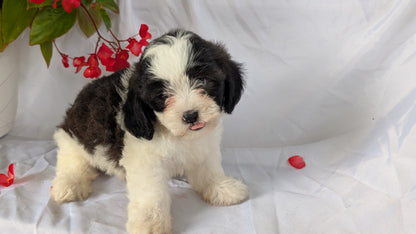 TEDDY BEAR (06/29) MALE