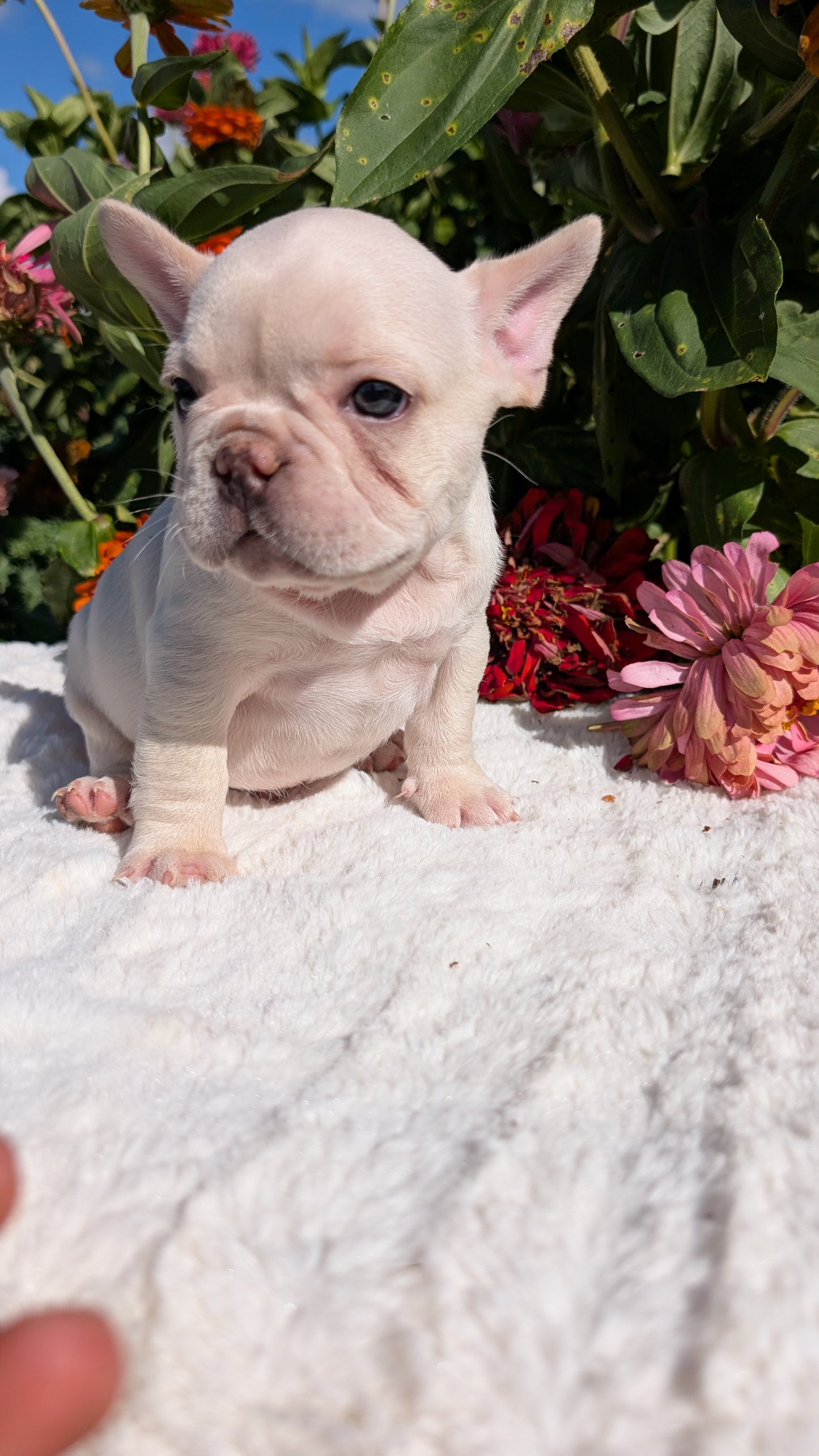 FRENCH BULLDOG (07/08) MALE
